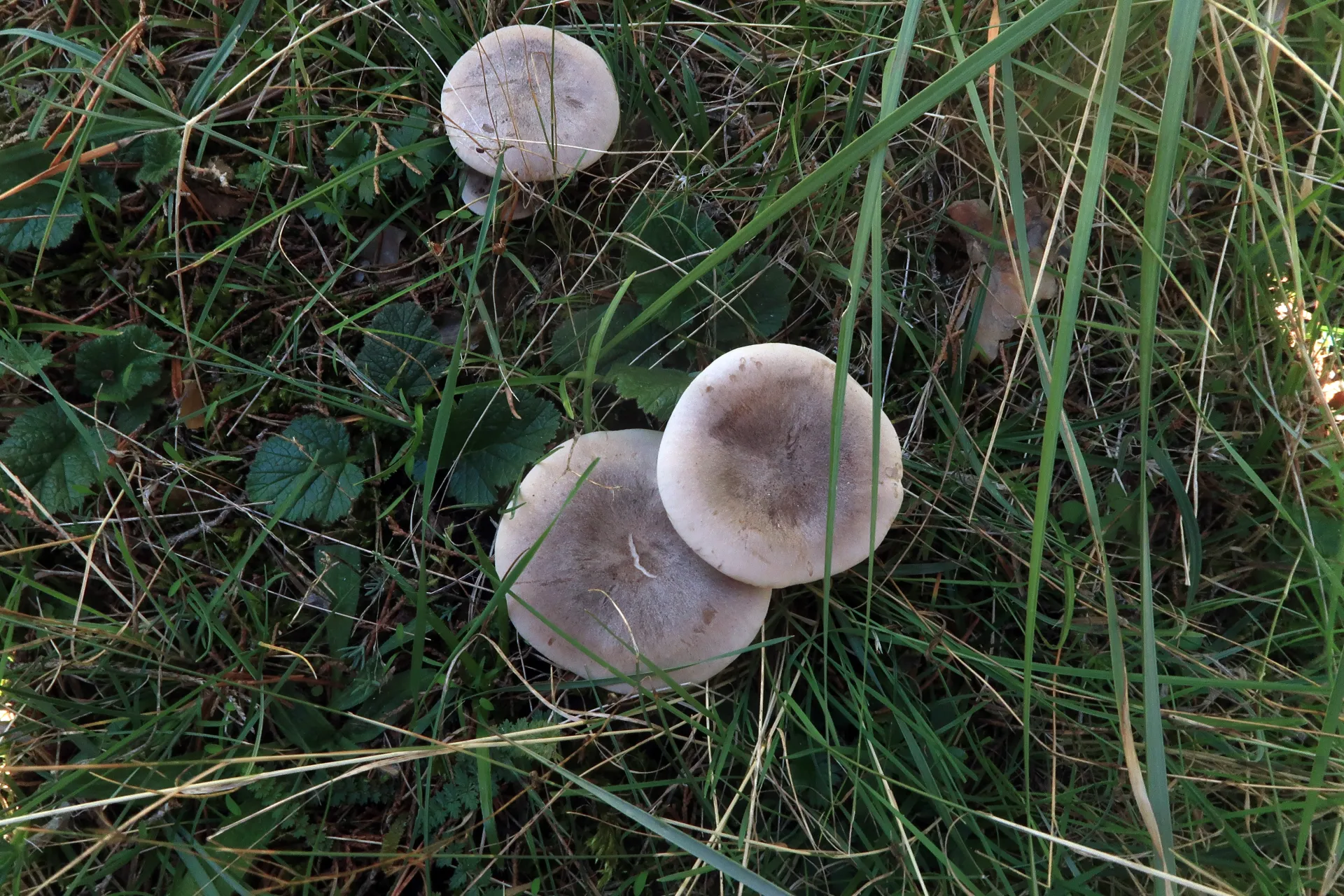 Lepista panaeolus - 1 - IMG_7799